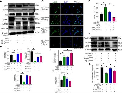 Corrigendum: PD-L1 maintains neutrophil extracellular traps release by inhibiting neutrophil autophagy in endotoxin-induced lung injury